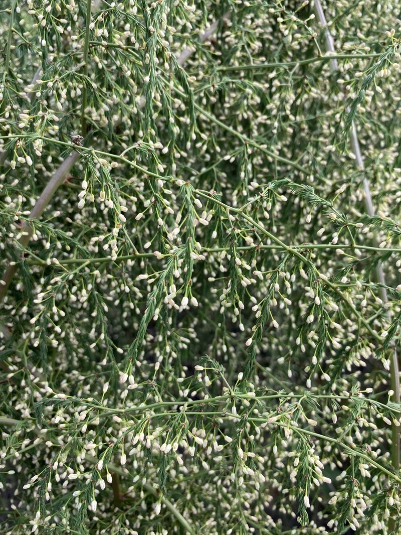 Asparagus edulis photo 2