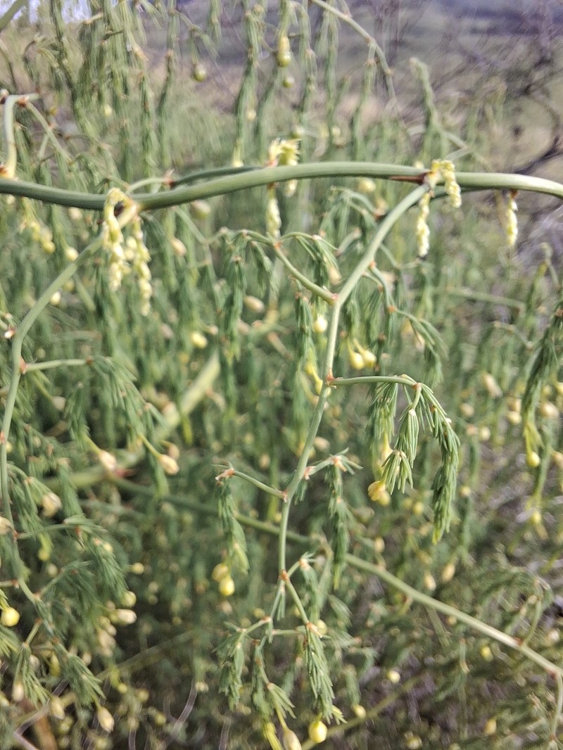 Asparagus edulis photo 6