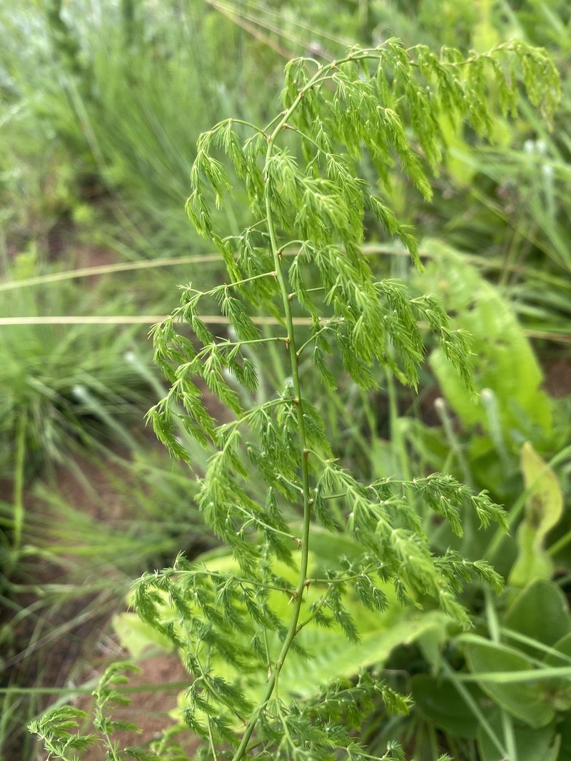Asparagus edulis photo 7