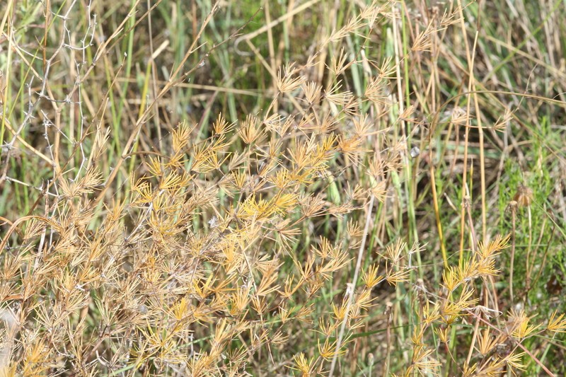 Asparagus exuvialis