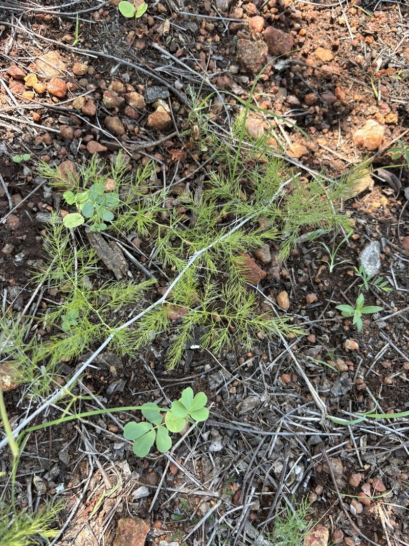 Asparagus exuvialis photo 2