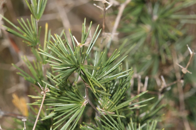 Asparagus exuvialis photo 3