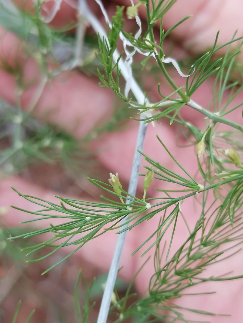 Asparagus exuvialis photo 4
