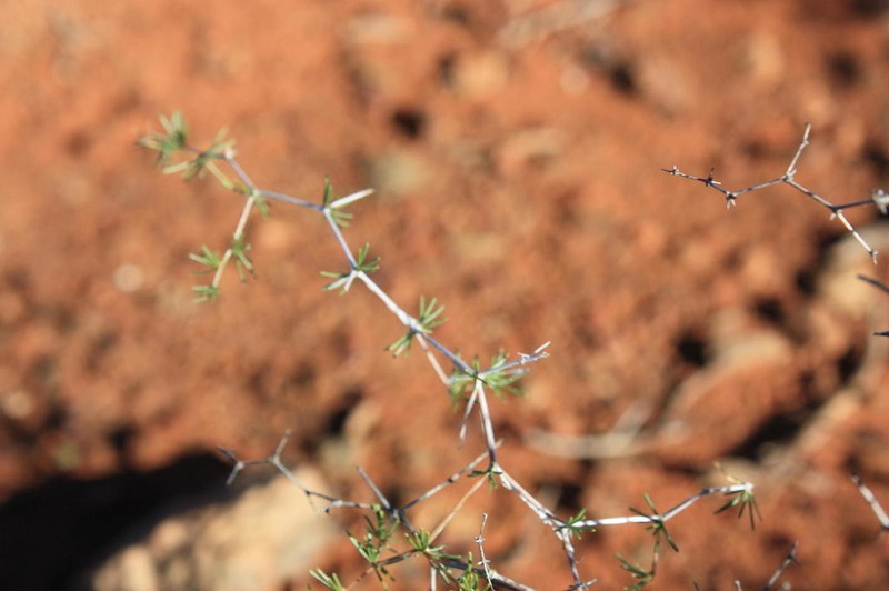 Asparagus exuvialis photo 5
