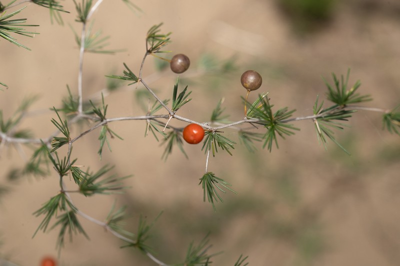 Asparagus exuvialis photo 6