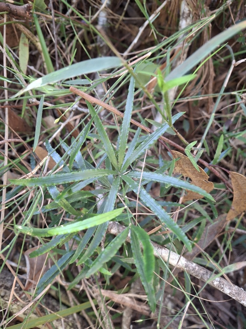 Asparagus falcatus photo 2