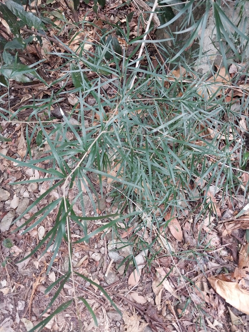 Asparagus falcatus photo 4