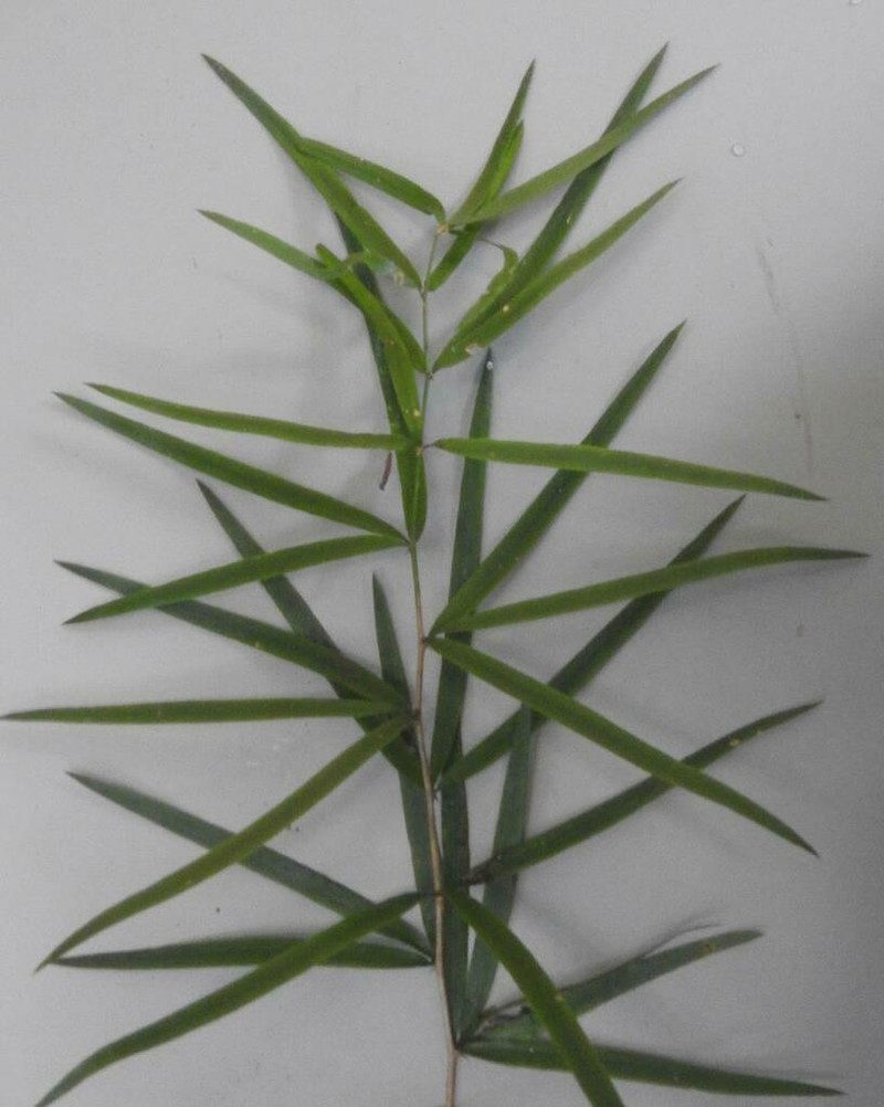 Asparagus falcatus photo 5