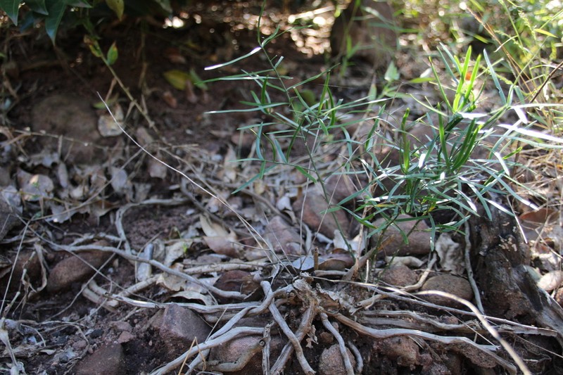 Asparagus falcatus photo 6