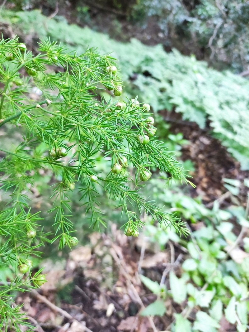 Asparagus fallax photo 3