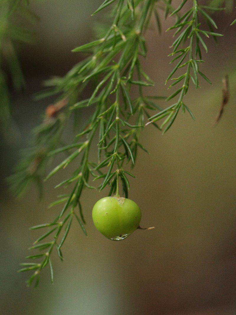 Asparagus fallax photo 5