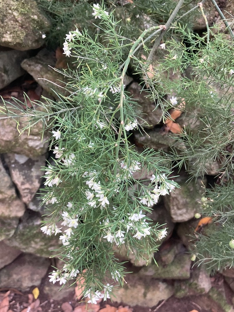 Asparagus fallax photo 7