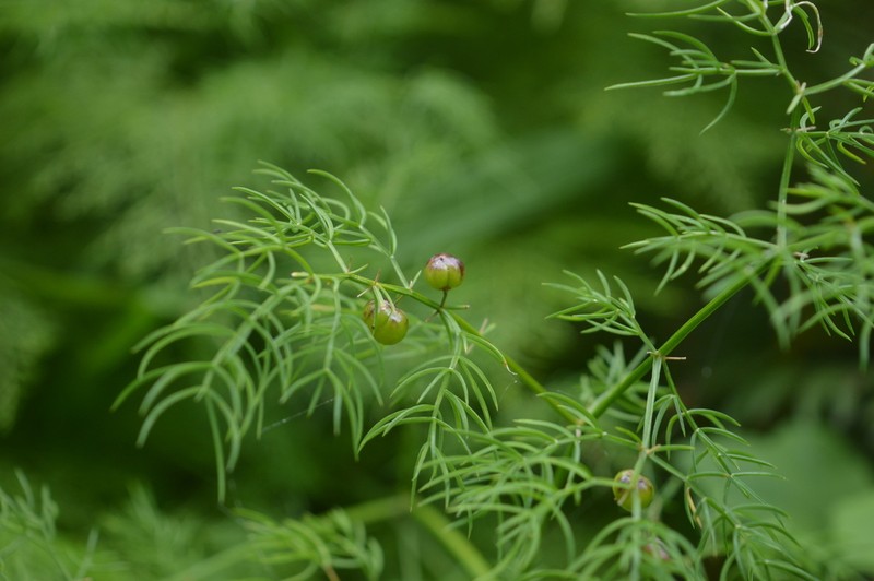 Asparagus filicinus