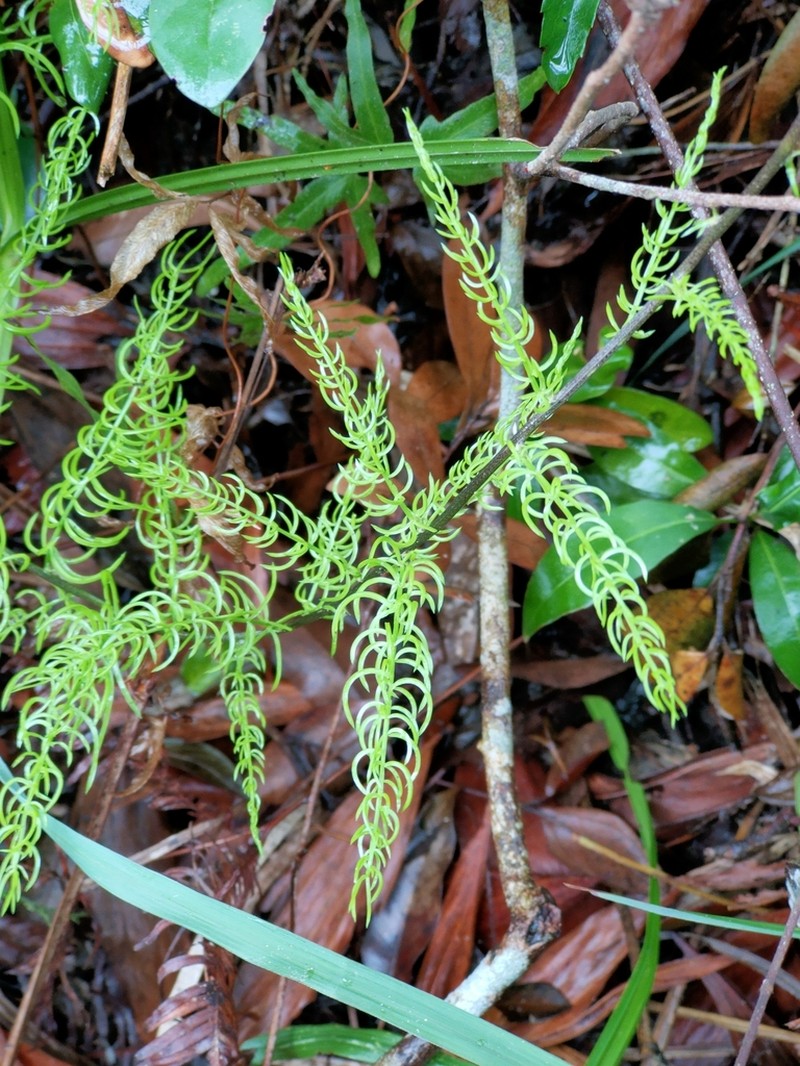 Asparagus filicinus photo 2