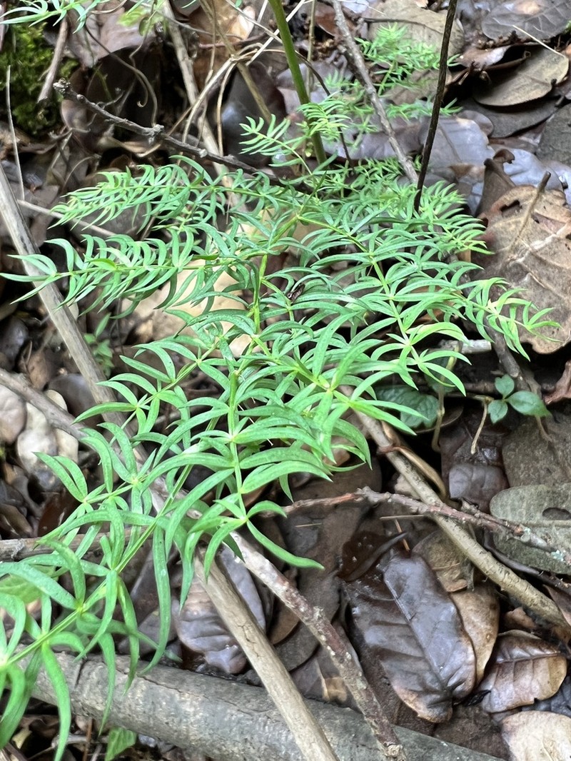 Asparagus filicinus photo 4