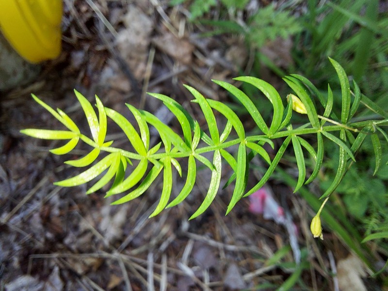 Asparagus filicinus photo 7