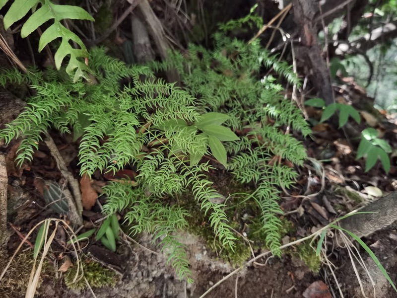 Asparagus filicinus photo 8
