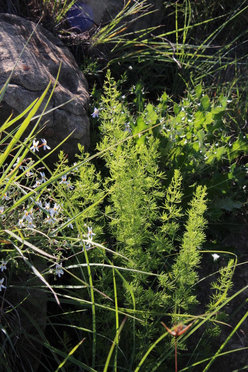 Asparagus filicladus
