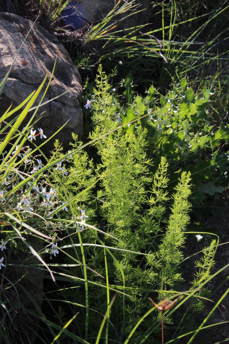 Asparagus filicladus photo 2