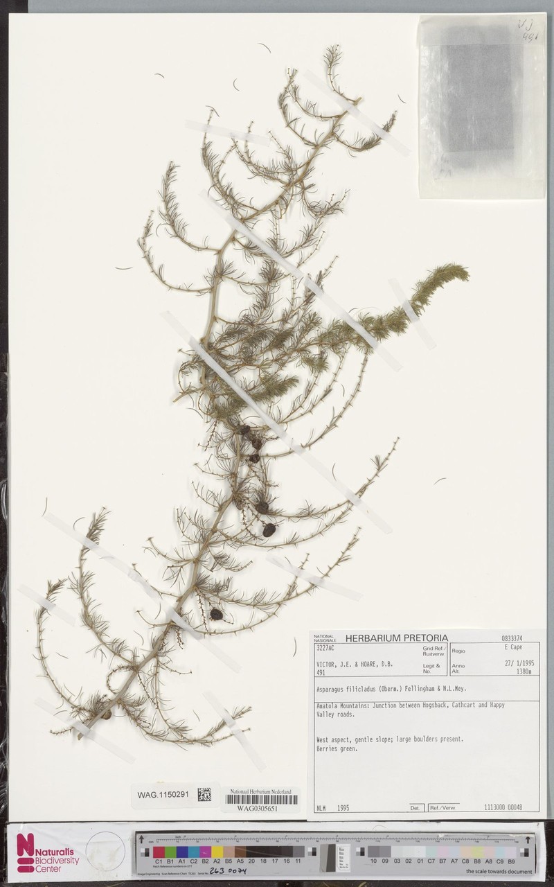 Asparagus filicladus photo 4