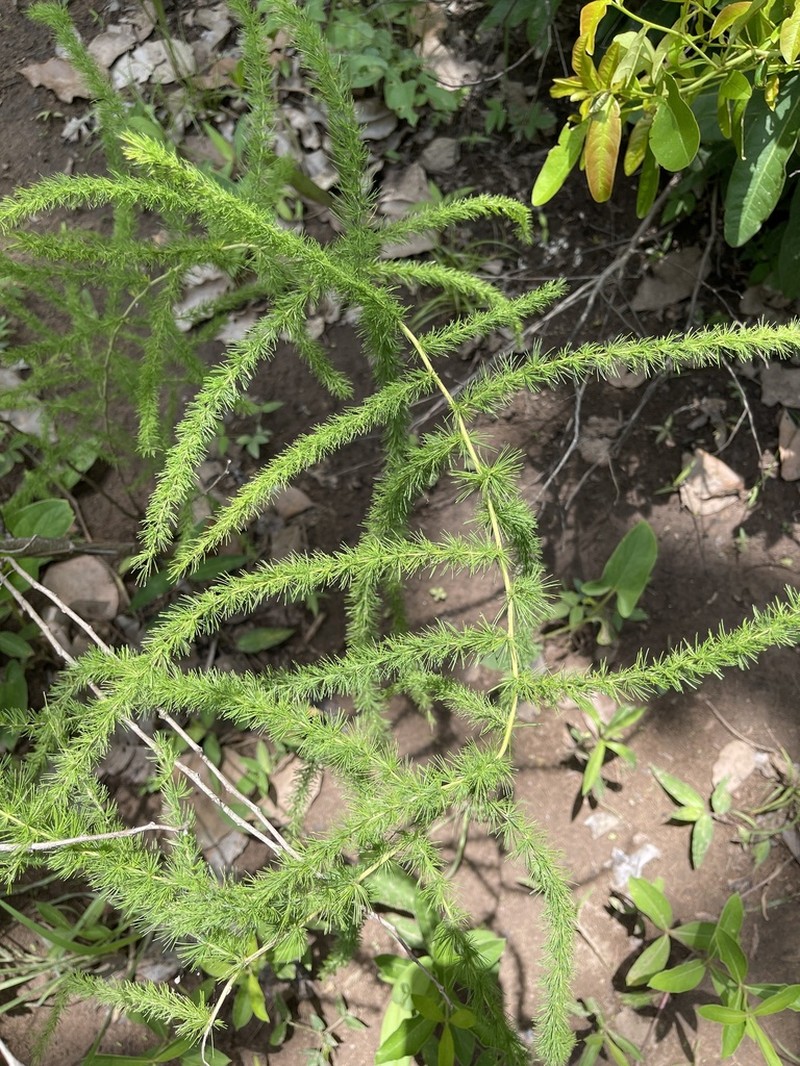 Asparagus flagellaris