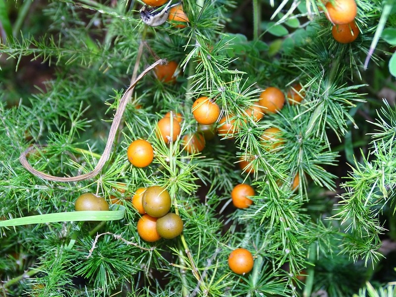Asparagus flagellaris photo 2