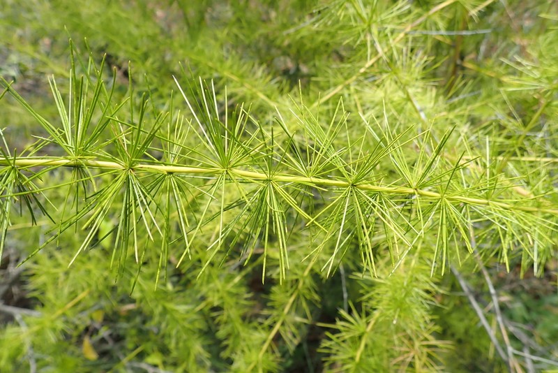 Asparagus flagellaris photo 4