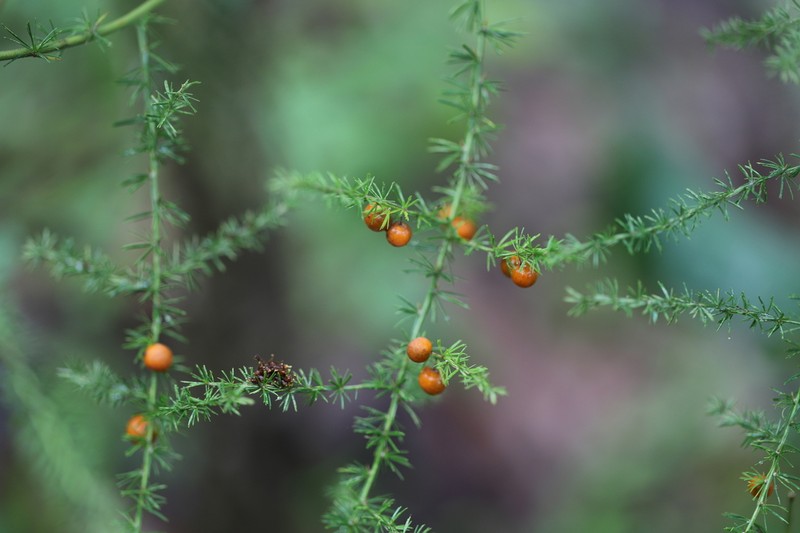 Asparagus flagellaris photo 5