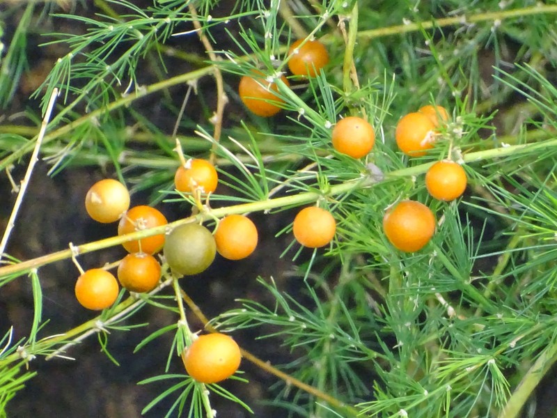 Asparagus flagellaris photo 8