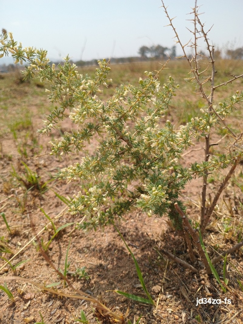 Asparagus flavicaulis