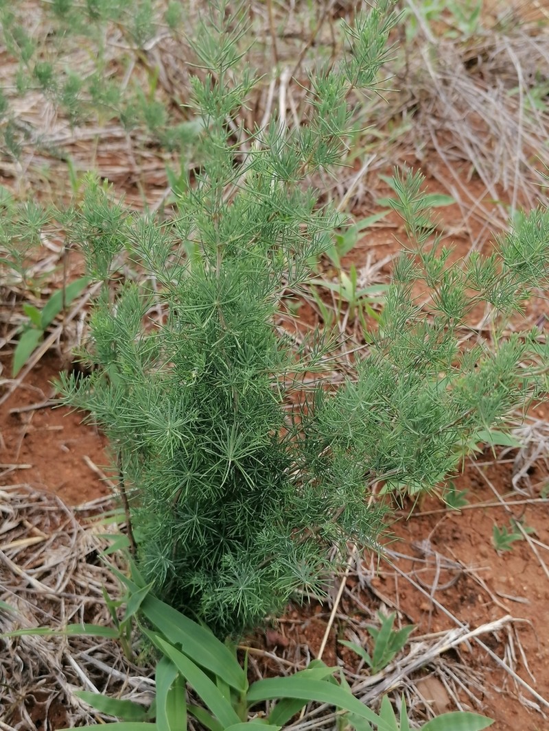 Asparagus flavicaulis photo 2