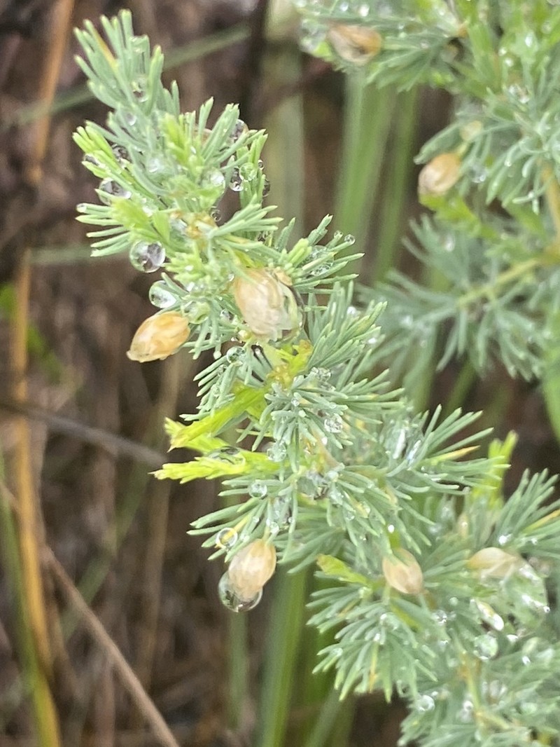 Asparagus flavicaulis photo 3