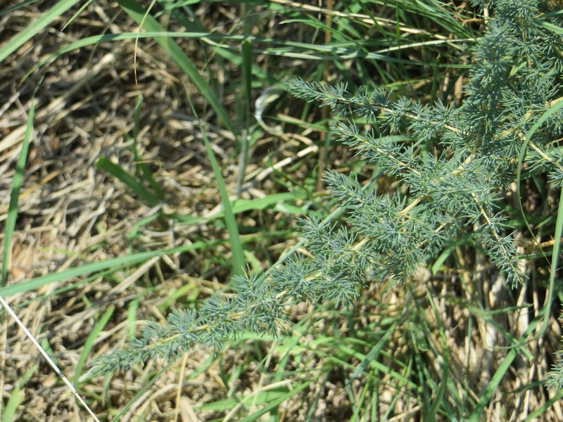Asparagus flavicaulis photo 4