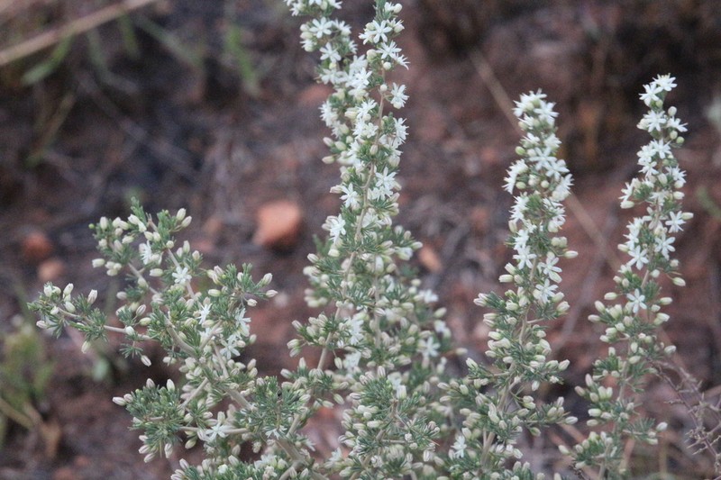 Asparagus flavicaulis photo 5