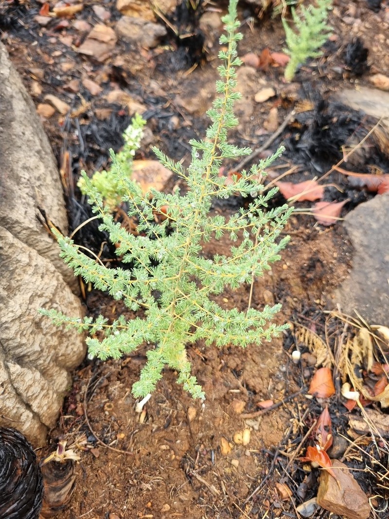 Asparagus flavicaulis photo 6