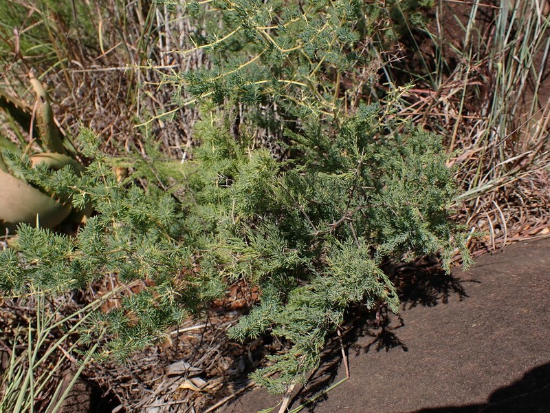 Asparagus flavicaulis photo 7