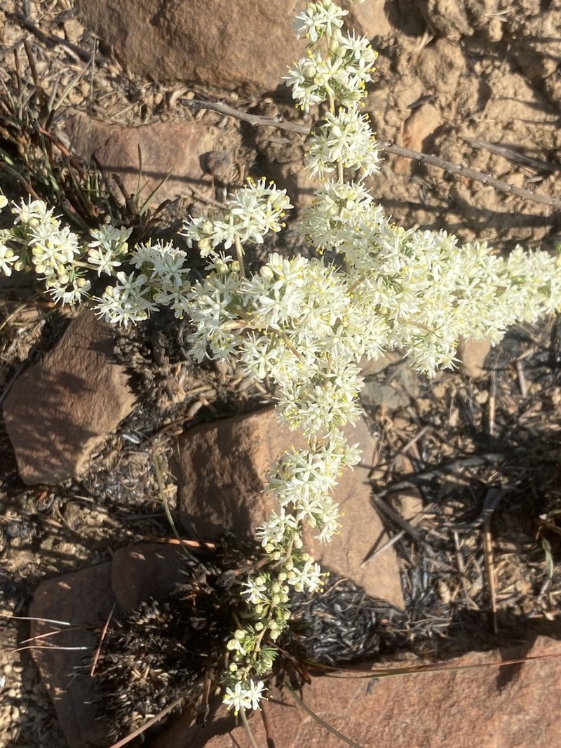 Asparagus flavicaulis photo 8