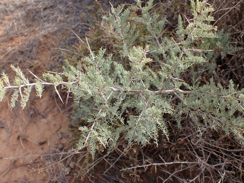 Asparagus glaucus