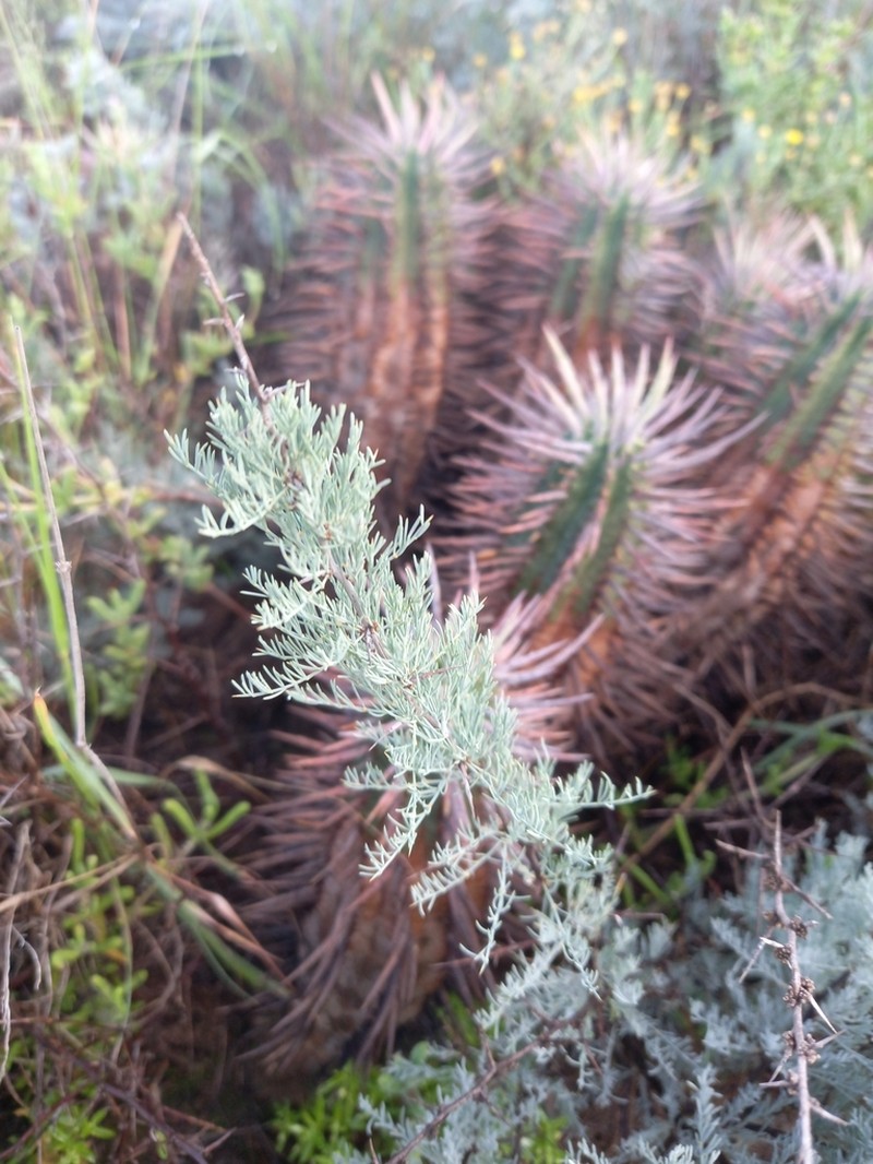 Asparagus glaucus photo 2