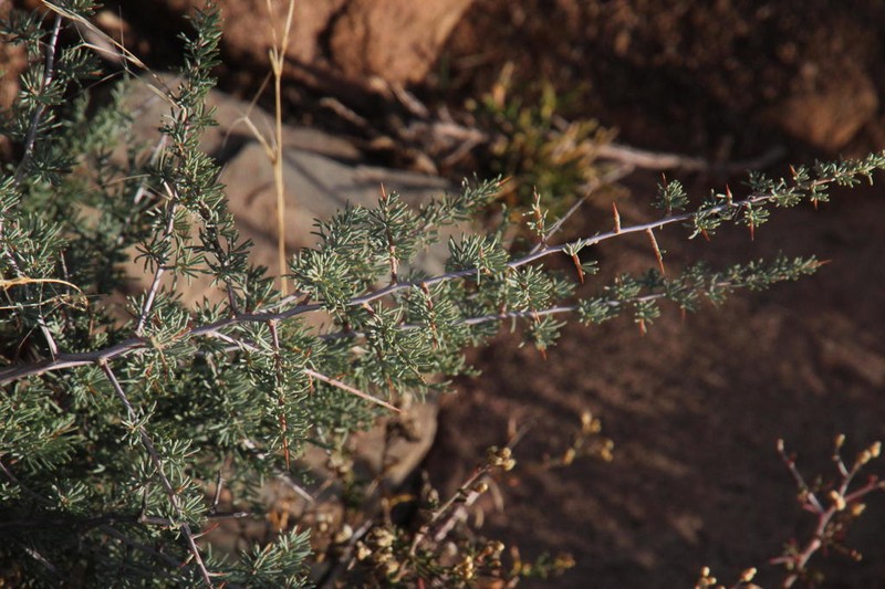 Asparagus glaucus photo 3