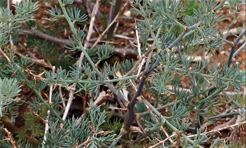 Asparagus glaucus photo 4