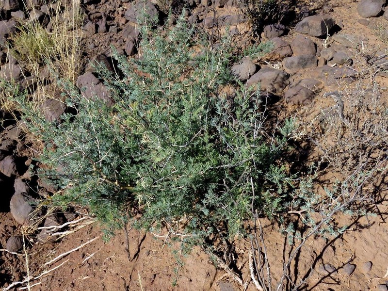 Asparagus glaucus photo 5