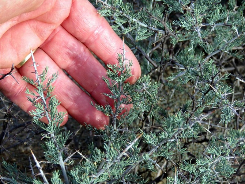 Asparagus glaucus photo 6