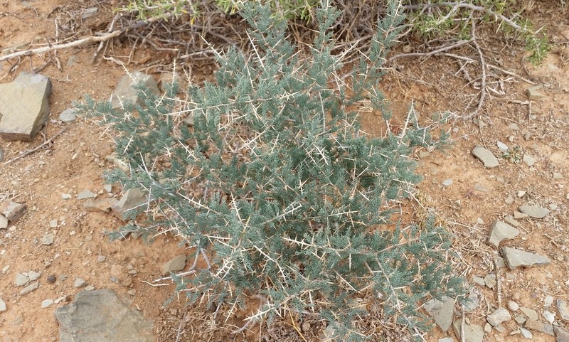 Asparagus glaucus photo 7