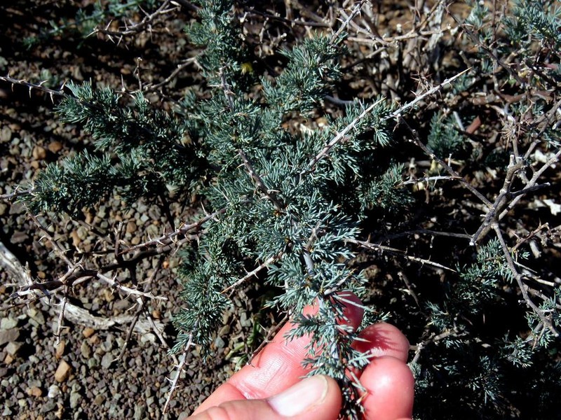 Asparagus glaucus photo 8