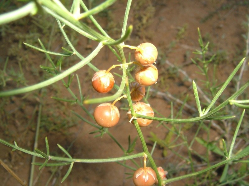 Asparagus gobicus