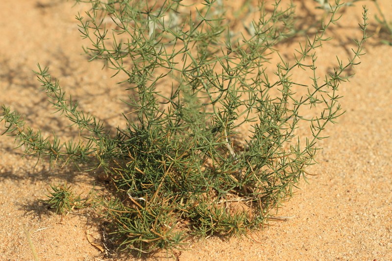 Asparagus gobicus photo 2