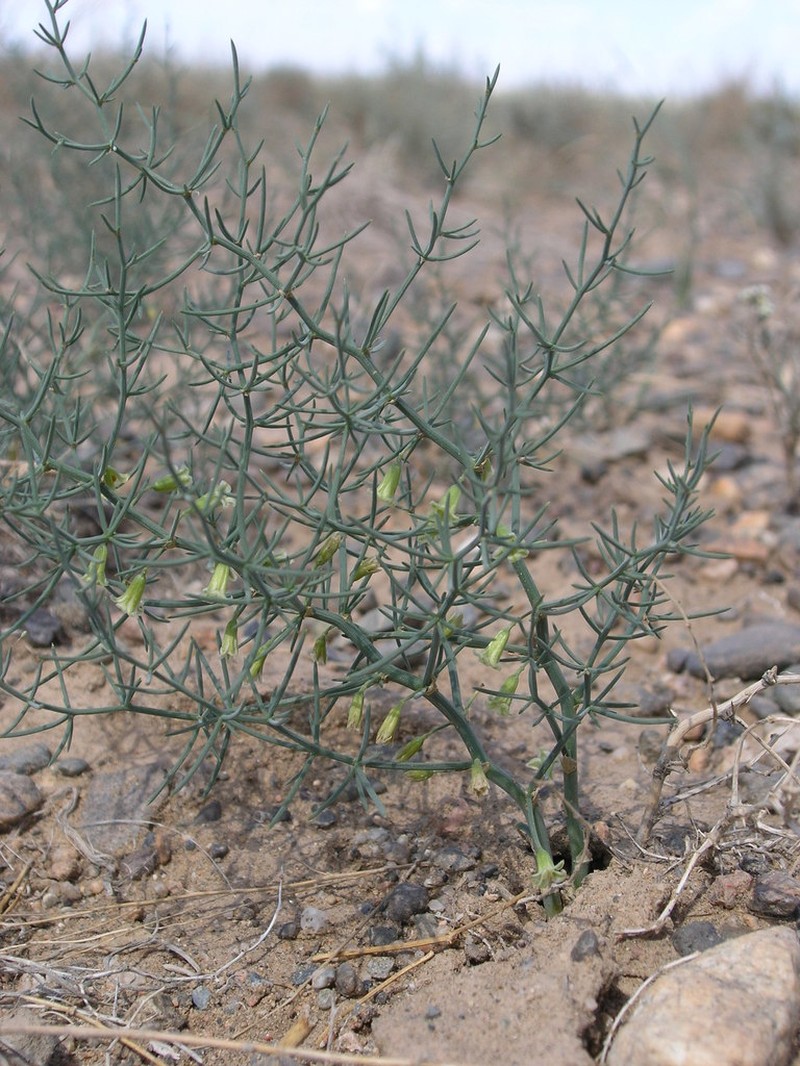 Asparagus gobicus photo 3