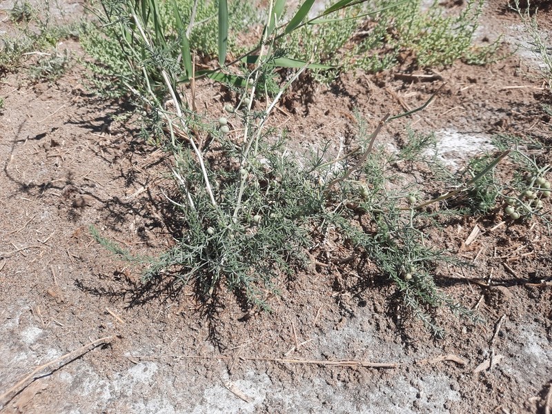 Asparagus gobicus photo 4