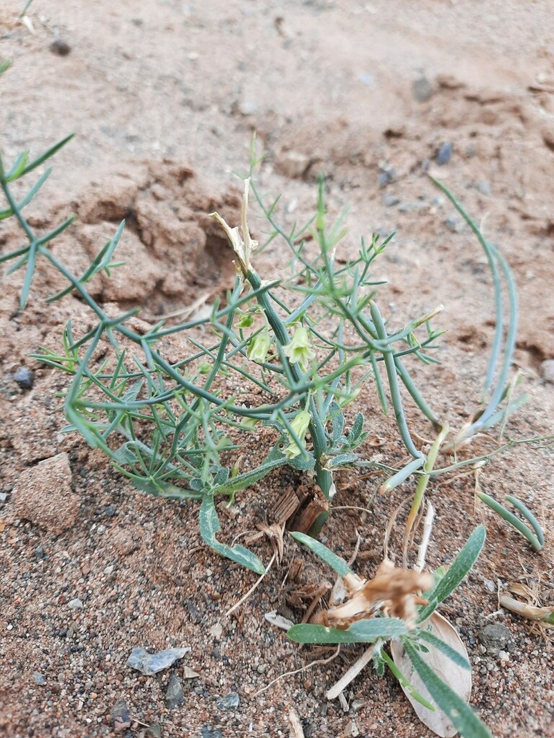 Asparagus gobicus photo 5